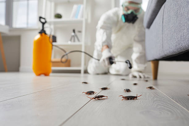 Commercial Rodent Management in Ladera Ranch